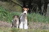 FOX TERRIER 205